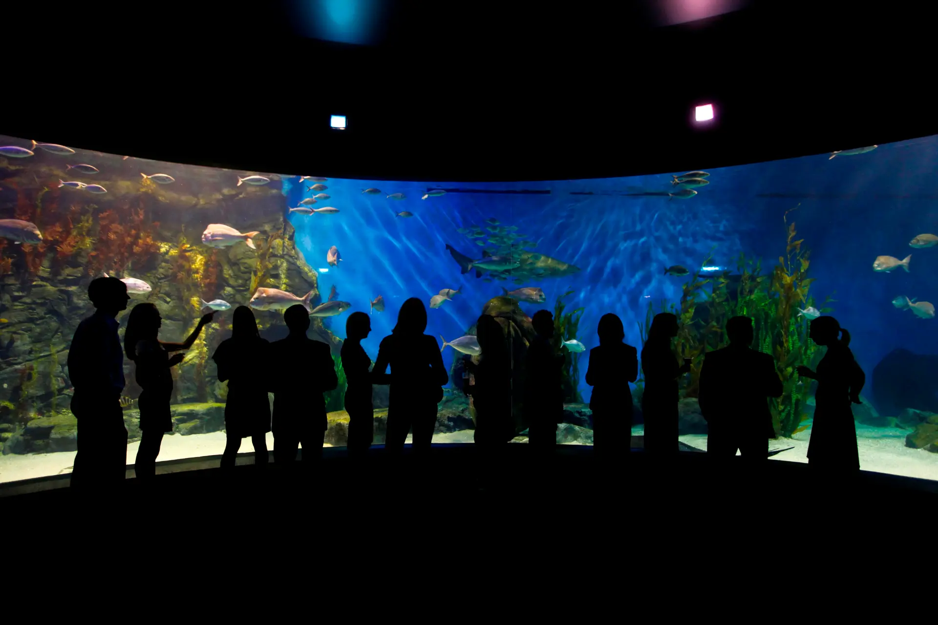 SEALIFE-Oceanarium-Hero-2